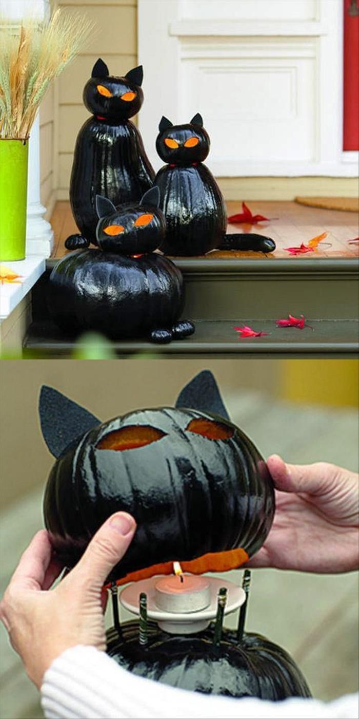 Purrrrrfect Pumpkins