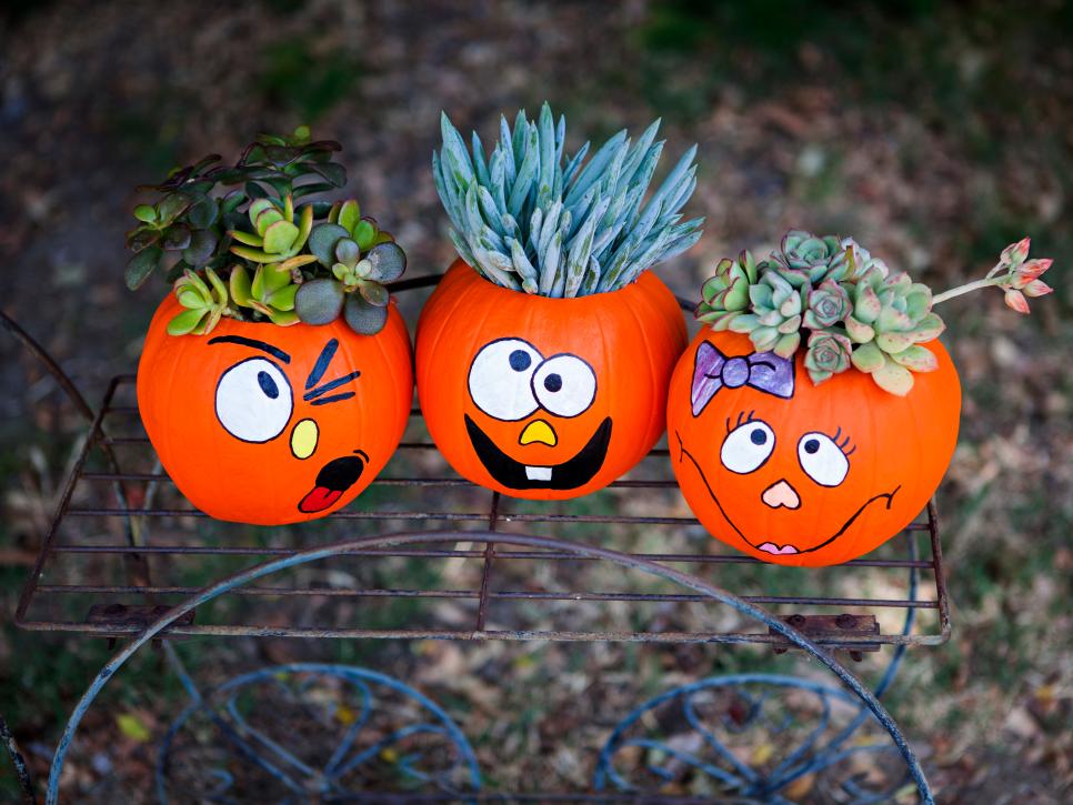 Crazy Pumpkin Plant Trio