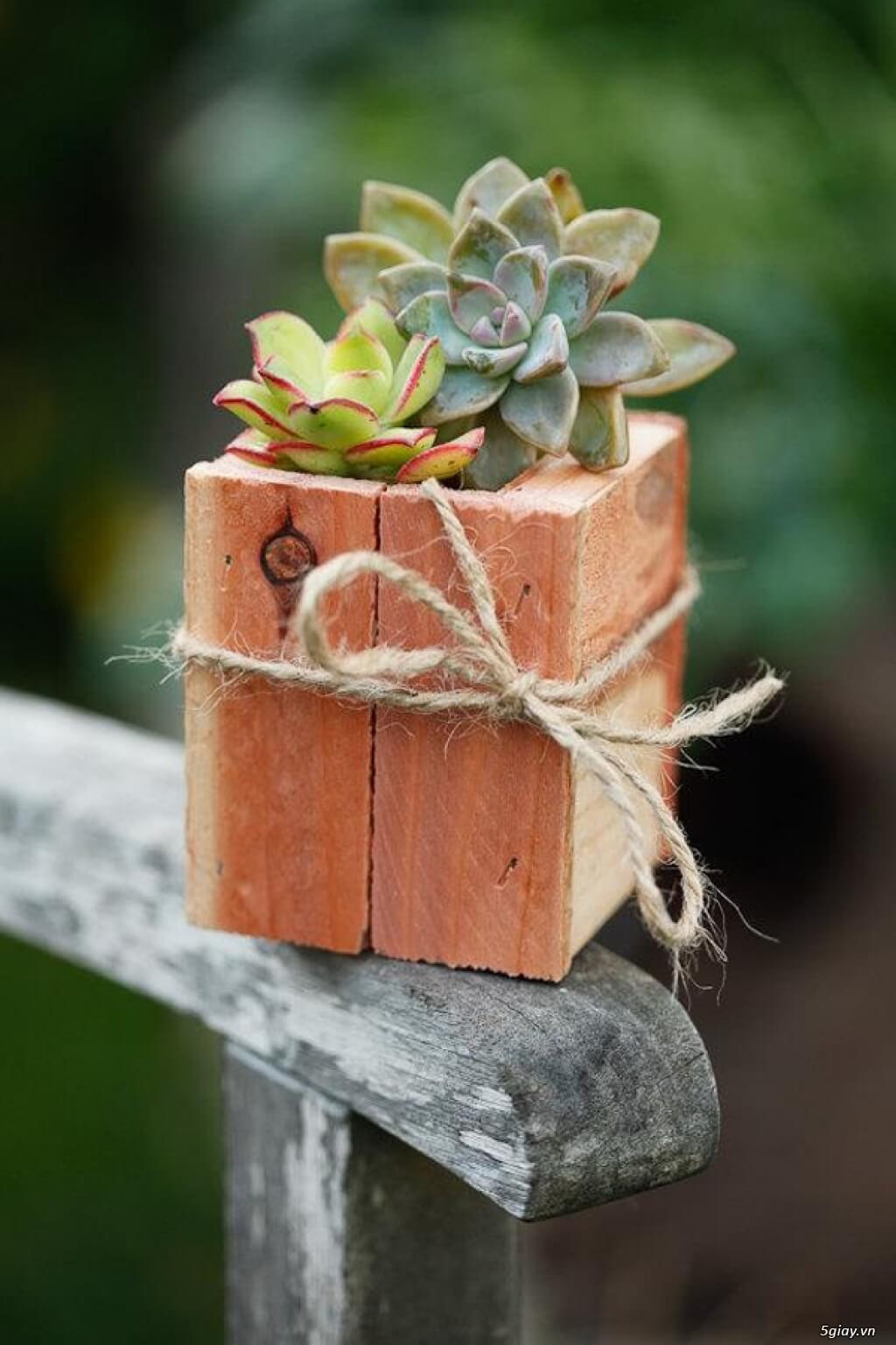 Simple Rustic Box with Real Cacti