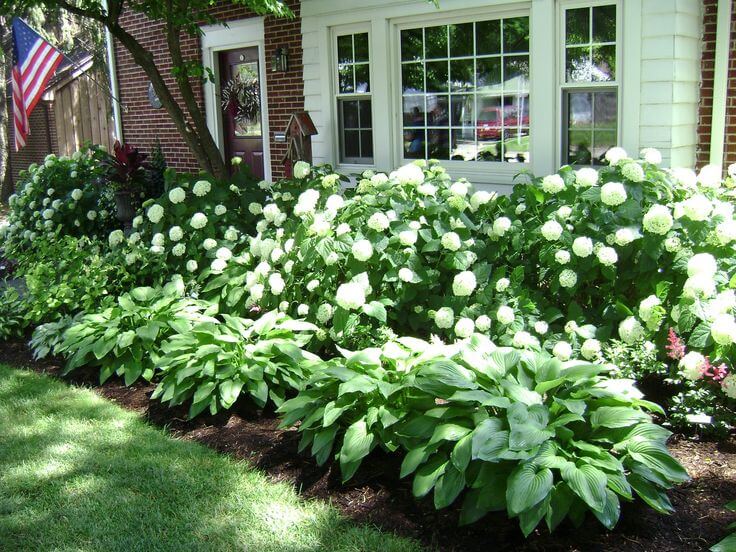 Lush Hydrangeas and Hostas