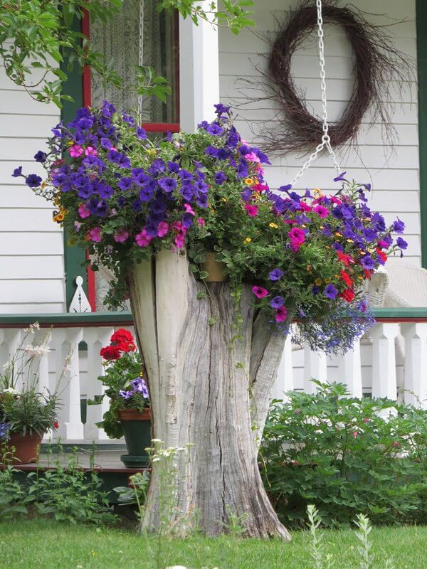 Sprouting Stump