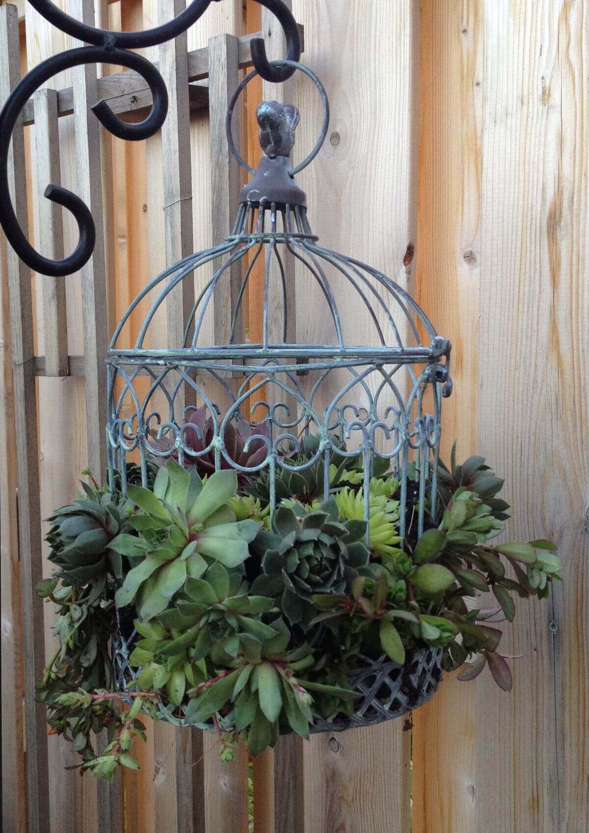 Metal Bird Cage Succulent Planter