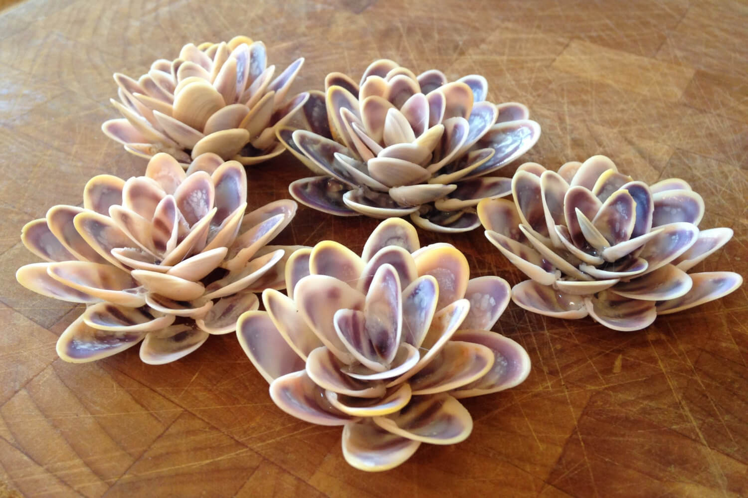 Beautiful Blooming Flowers Constructed from Shells