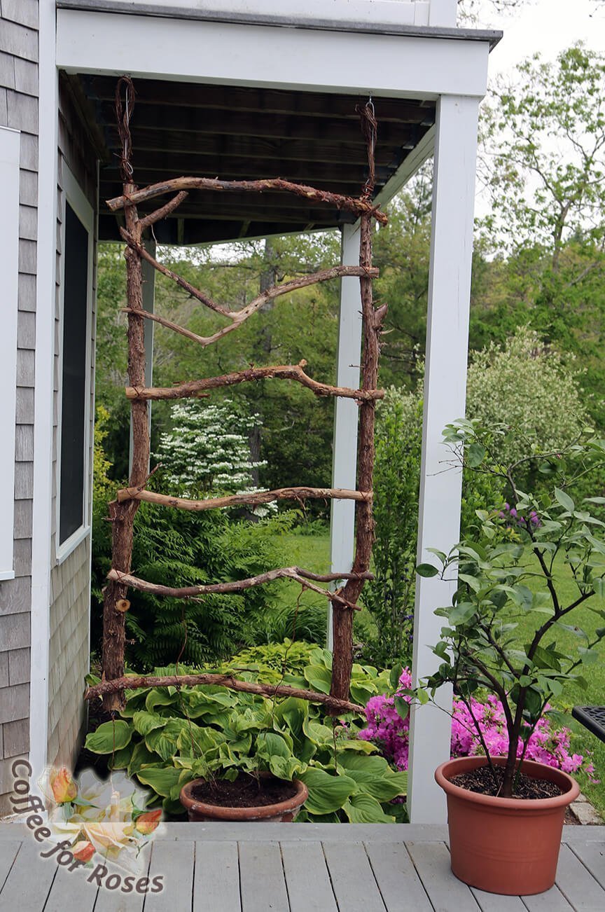 DIY Cottage-Style Hanging Branch Trellis