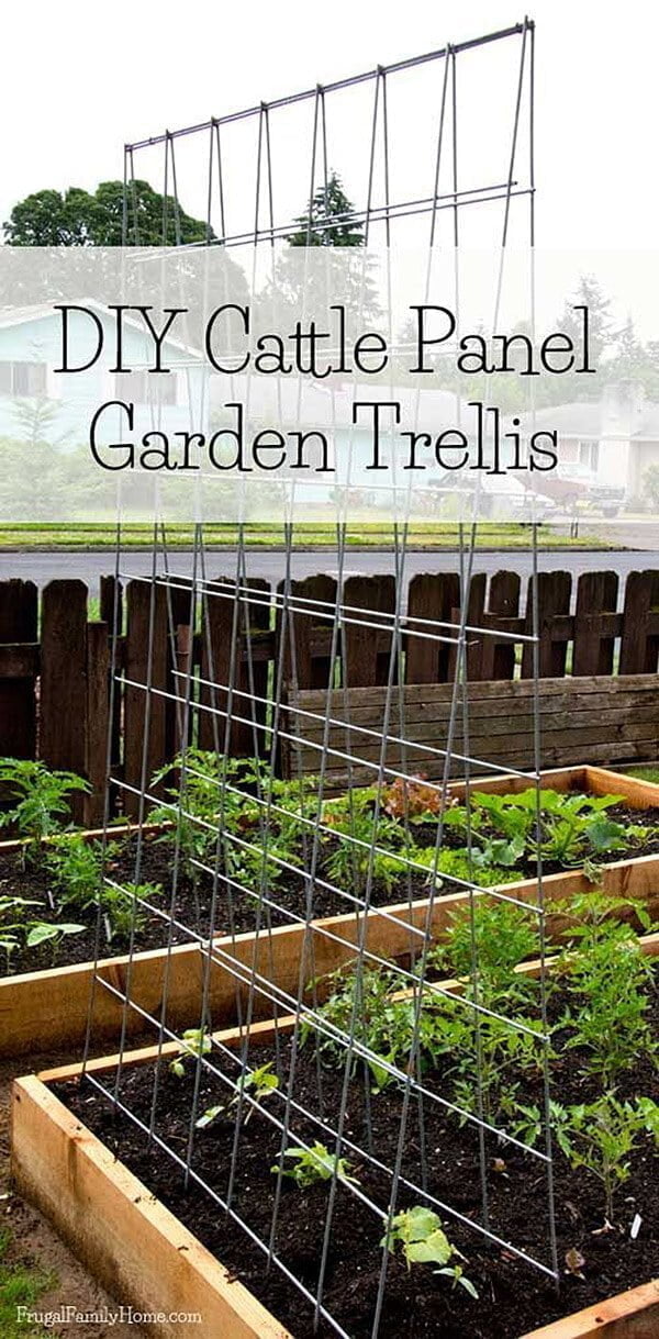 Cattle Panel Bean Trellis for Raised Beds