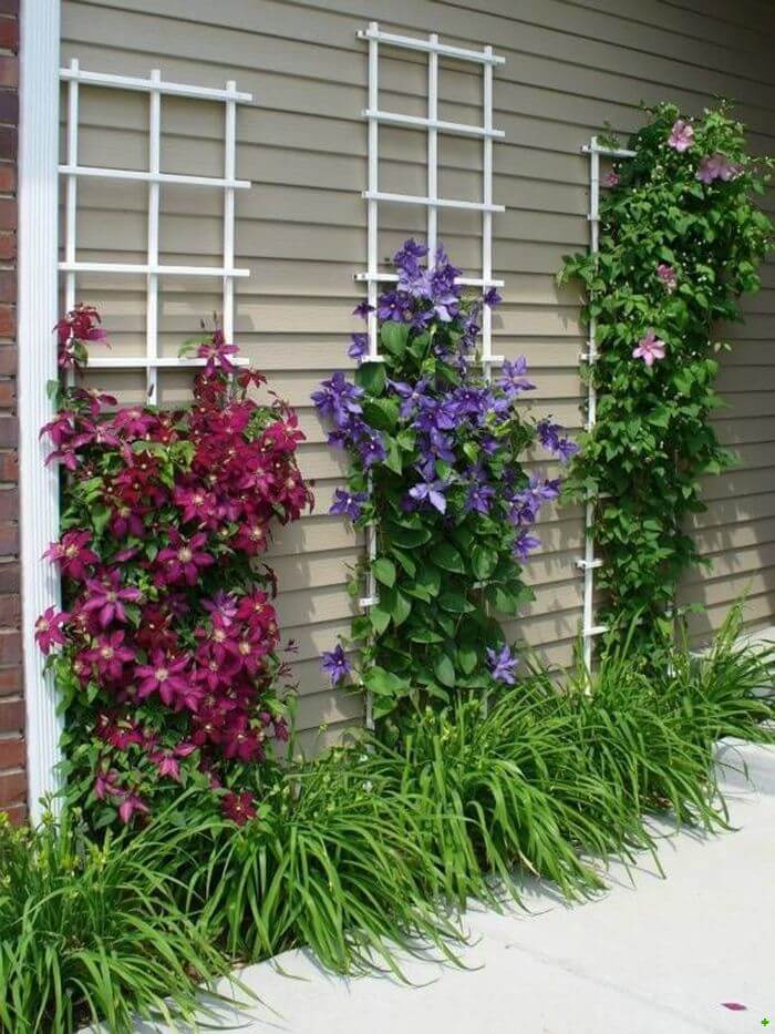 Simple Walkway Clematis Climbing Trellises