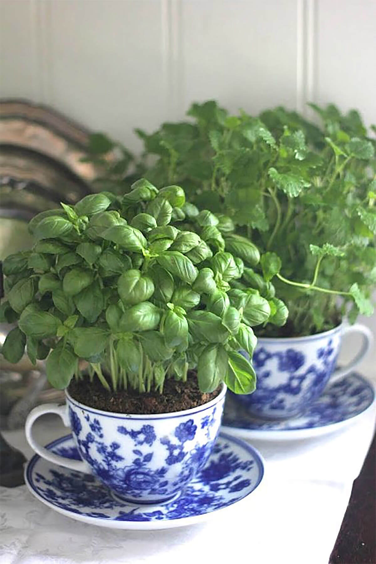 China Tea Cup Mini Herb Garden