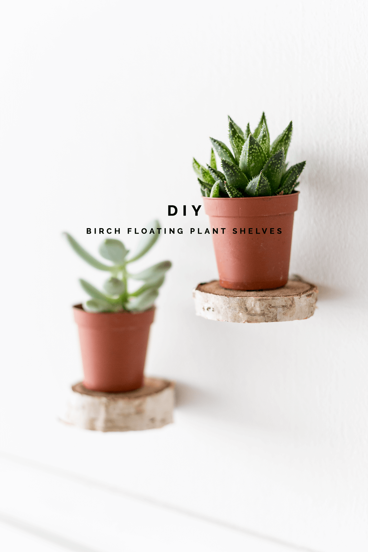 Floating Planters on a Birch Base