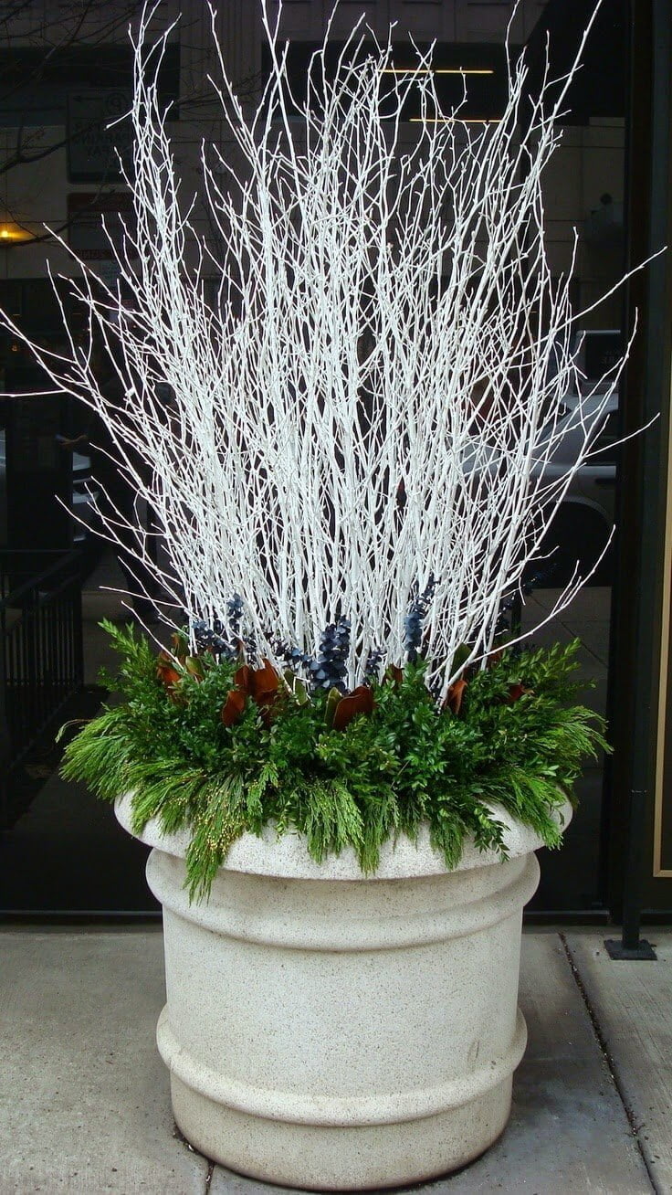 Winter White Branches With Evergreens