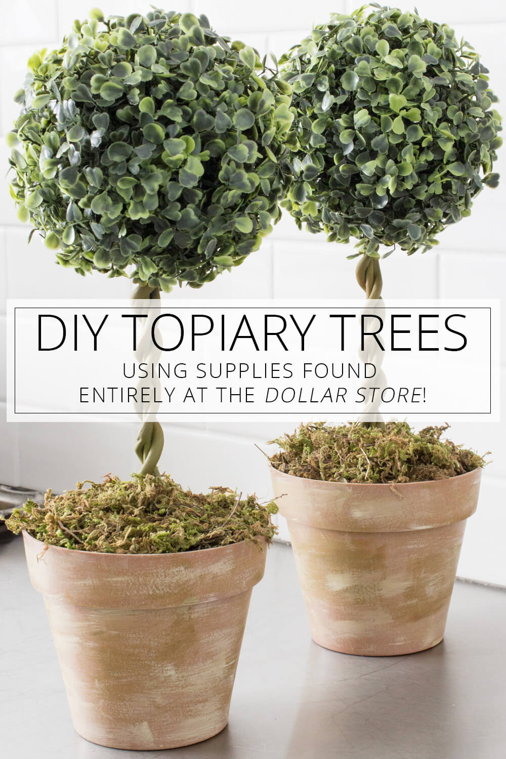 Elegant Potted Topiaries on the Cheap