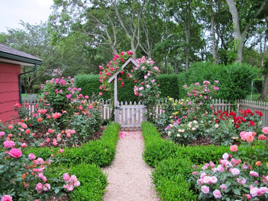 Climbing Roses on the Gate