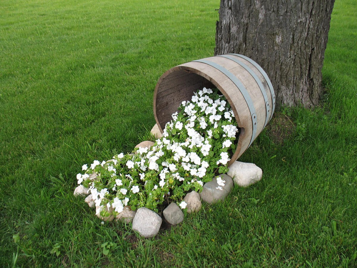 White Petunias Tumbling on the Lawn