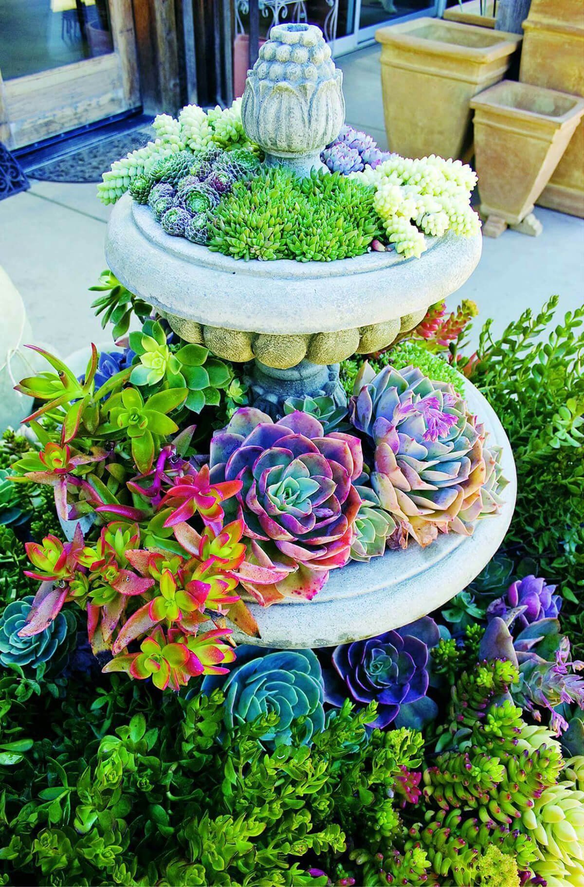 Colorful Succulents in an Elegant Birdbath