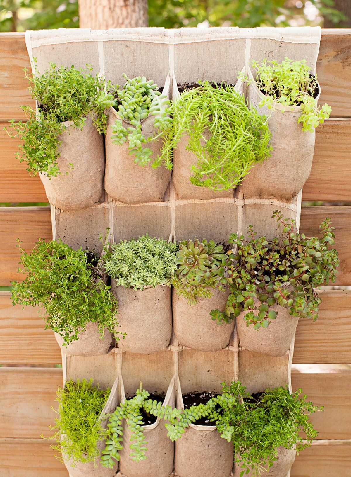 Shoe Organizer Holding Herbs and Succulents