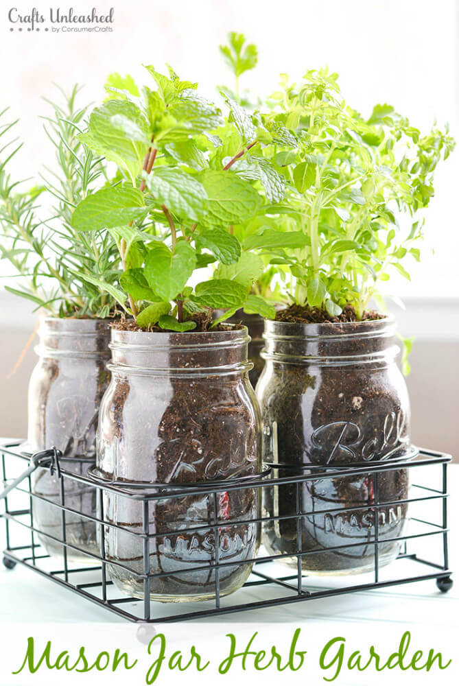 Plant Herbs in Mason Jars