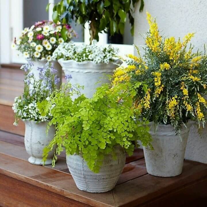 Pretty Scalloped Planters with Different Flowers