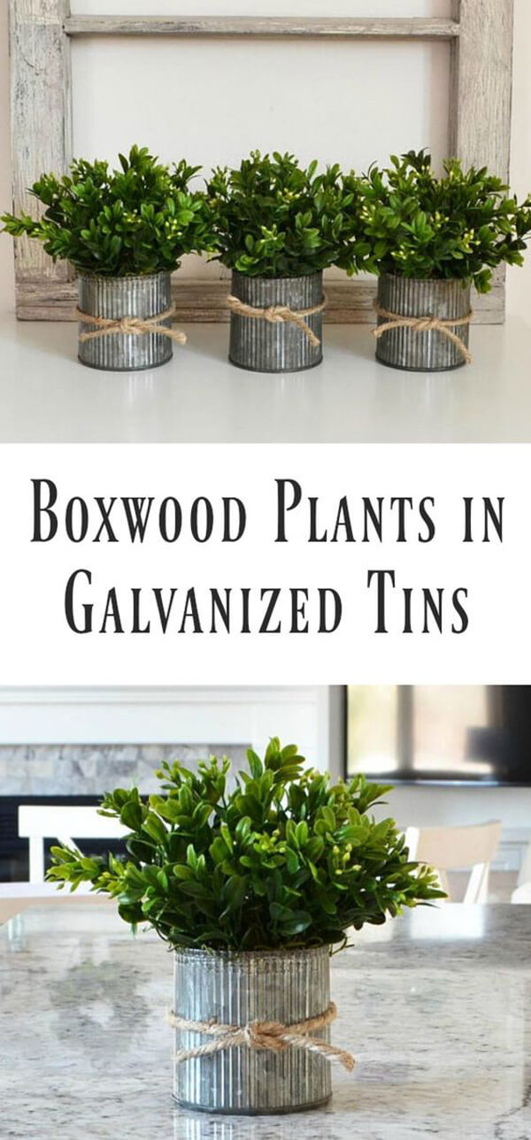 Cute Boxwood Plants in Galvanized Tins