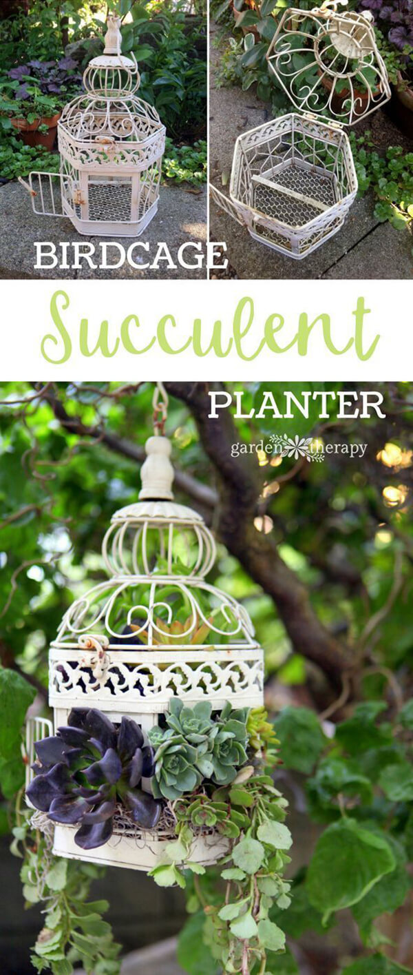 Hang Different Succulents in an Old Birdcage