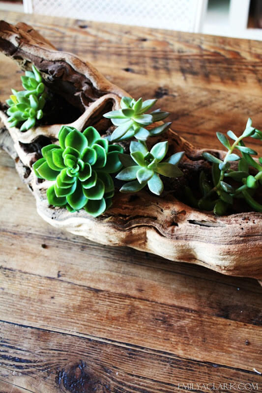 Graceful Driftwood Makes a Nice Planter