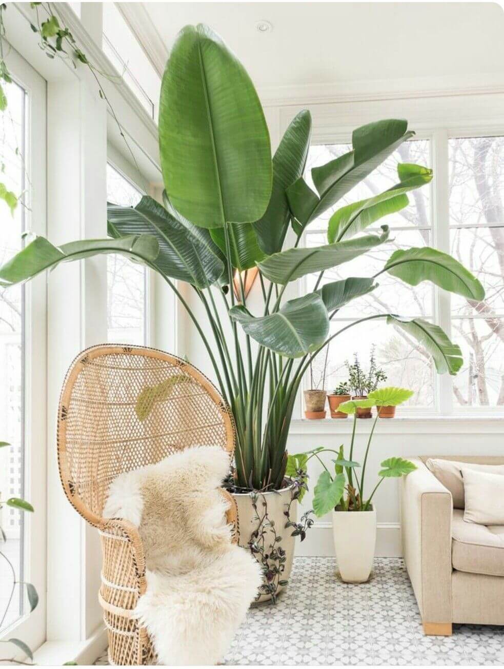 Tall Banana Leaves in a White Living Room