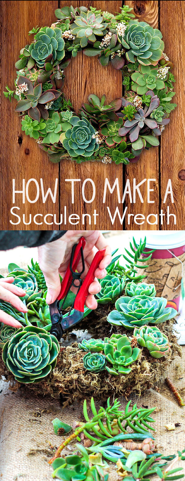 DIY Succulent Planter Idea for Wreaths