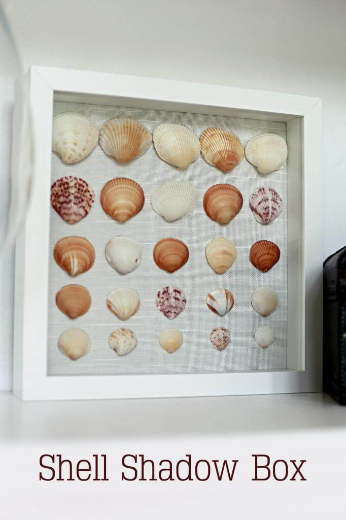 Shadow Box with Beautiful Scallop Shells