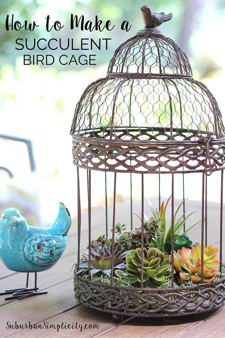 Fill an Antique Bird Cage with Succulents