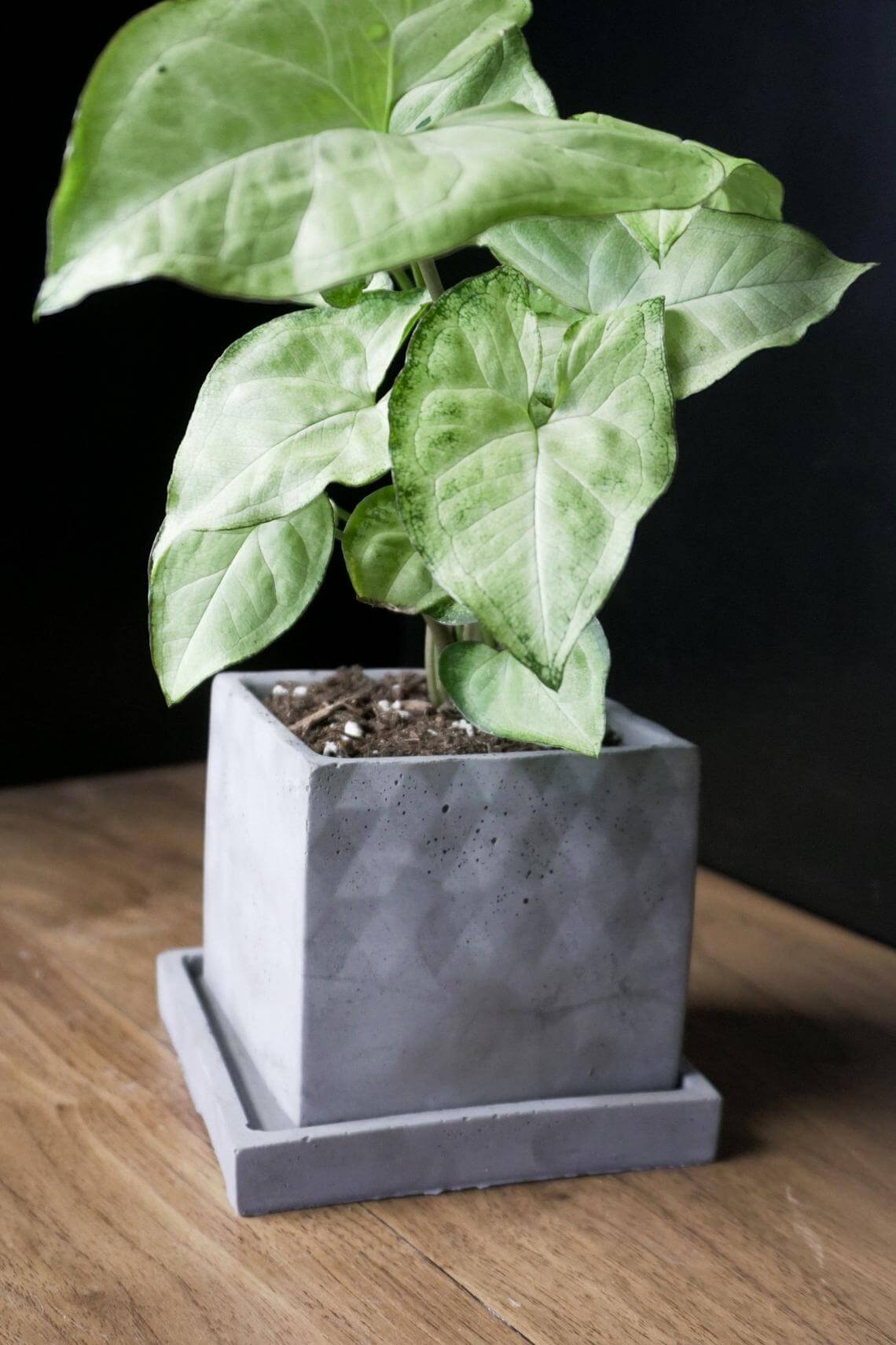 Cool and Contemporary Concrete Square Planter