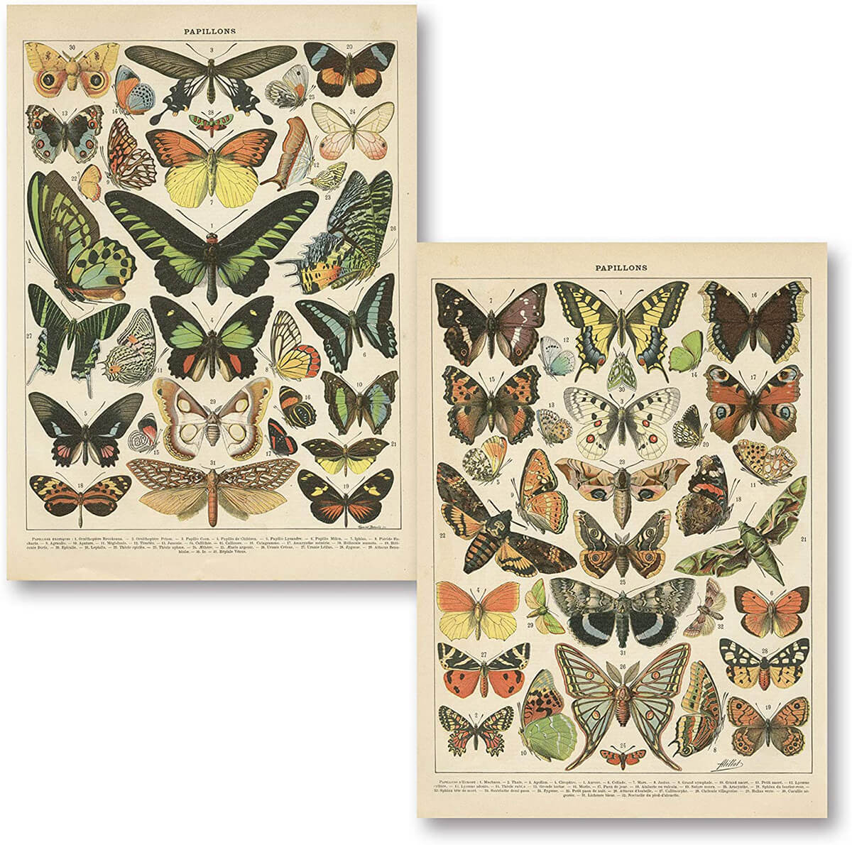 Set of Two Vintage French Butterfly Prints