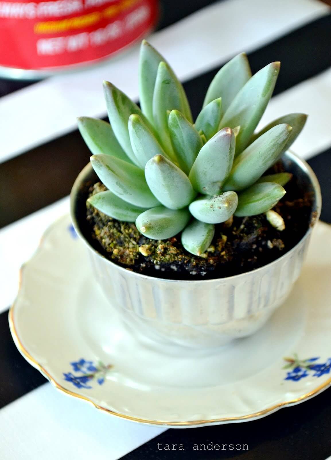 Blue and White Victorian Teacup Garden