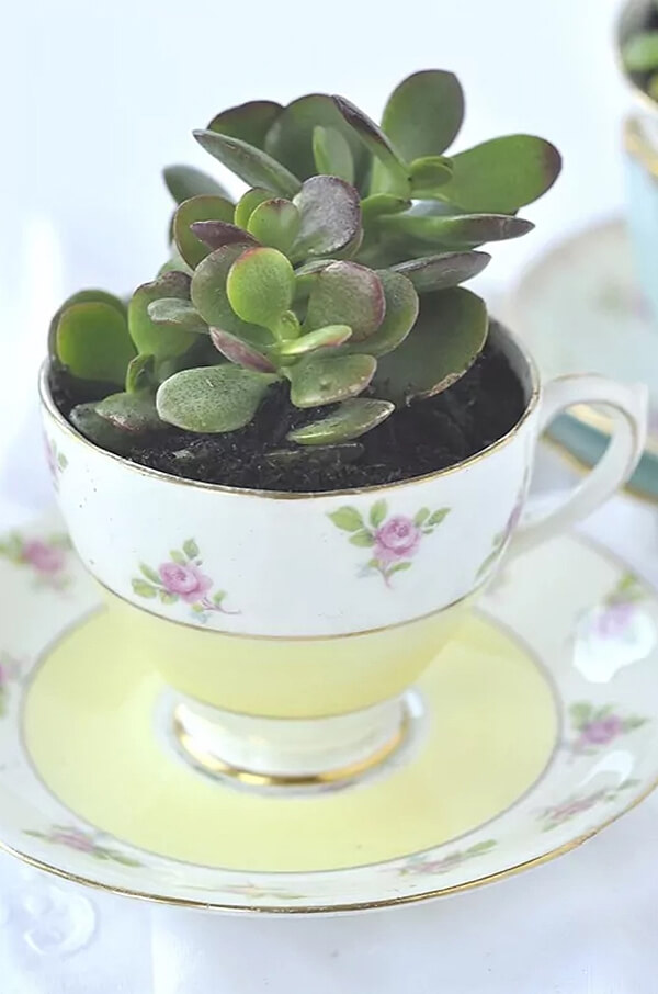 Dainty and Delicate Floral Succulent Teacup