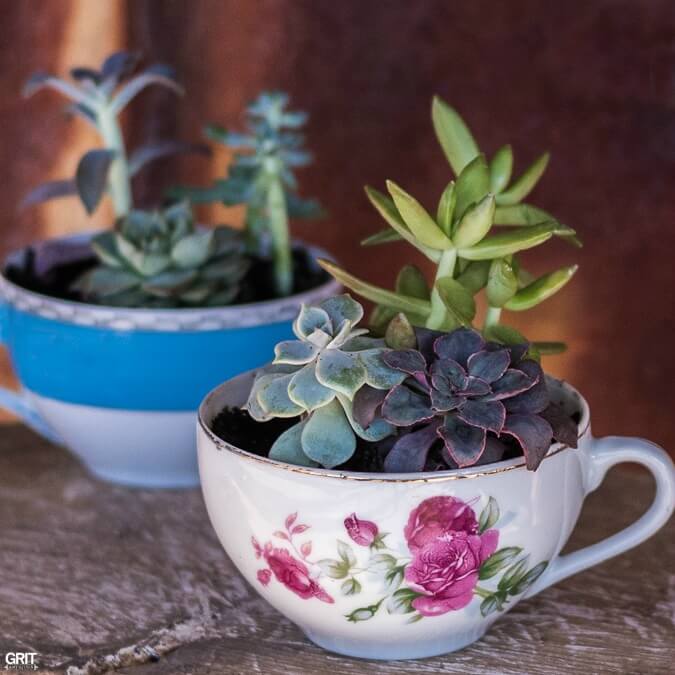 A Cup o' Succulents Garden Goodness