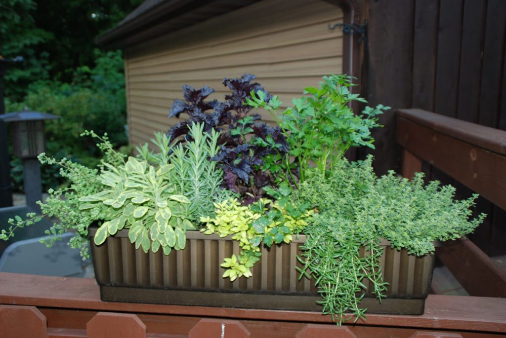 Top of the Railing Herb Garden