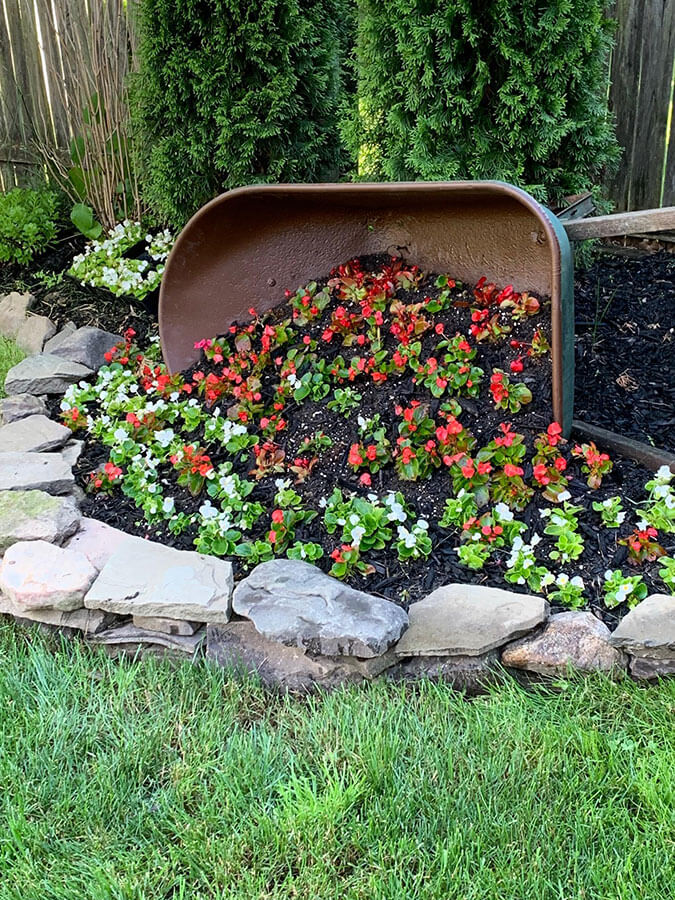 Don't Spill the Beans about this Turned Over Flowering Wheel Barrow