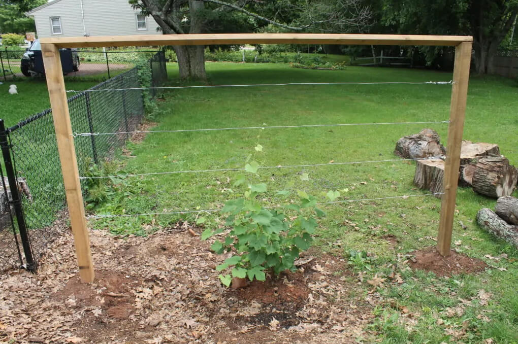 A Super Simple DIY Wire Trellis