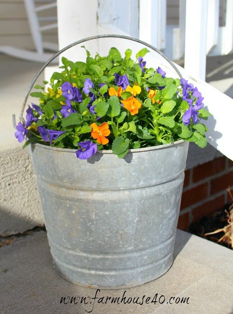 Use Pansies in a Metal Pail