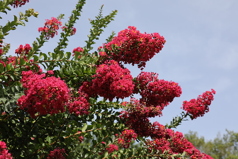 Crape Myrtle