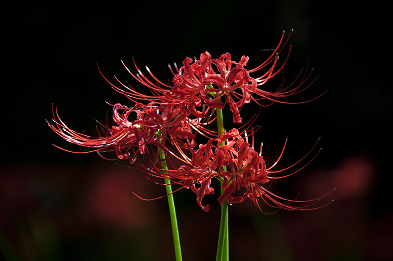 Spider Lily