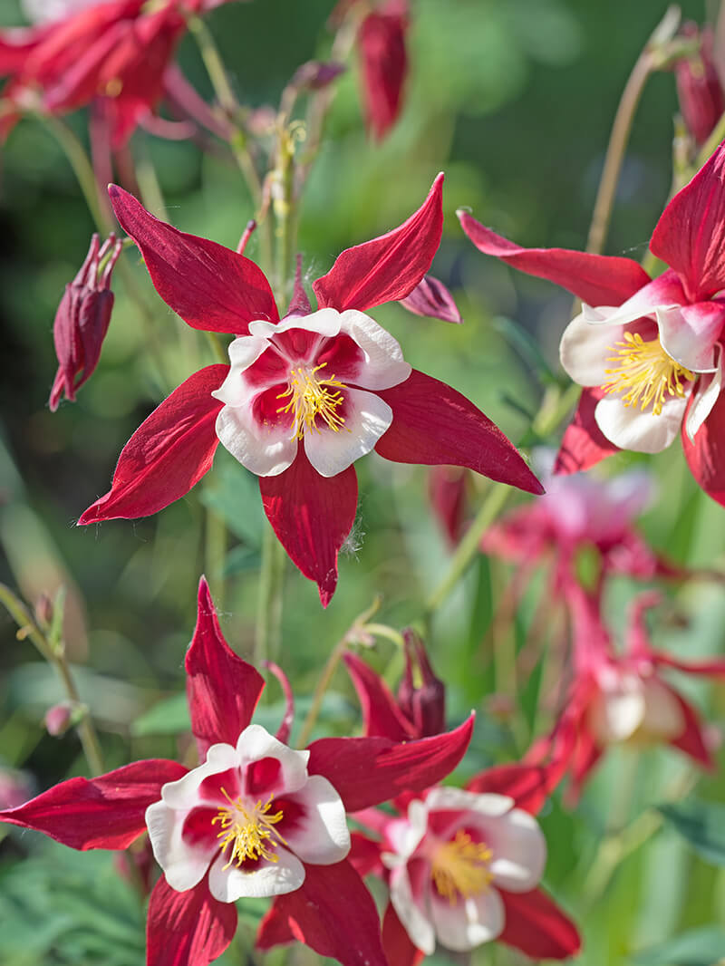 Columbine