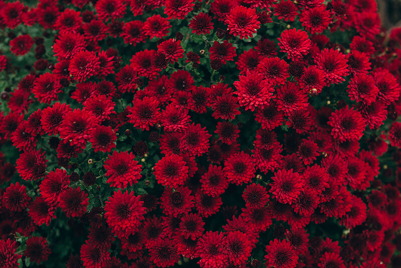 Chrysanthemum