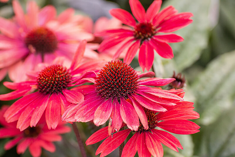 Coneflower