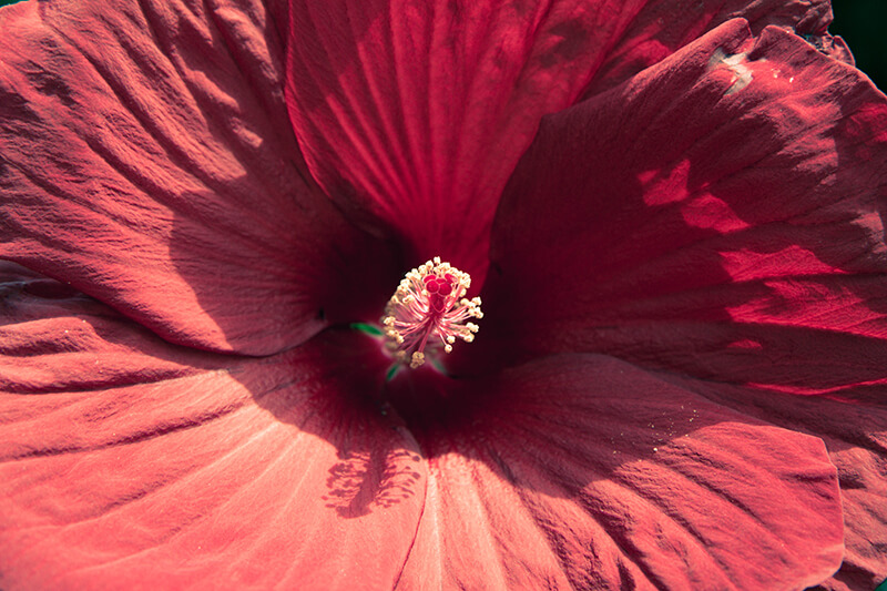 Hardy Hibiscus