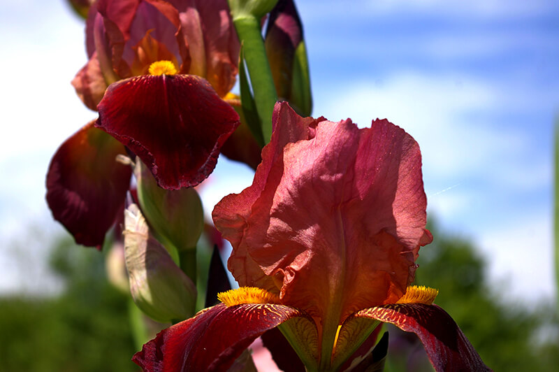 Tall Bearded Iris