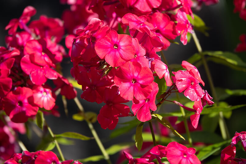 Garden Phlox