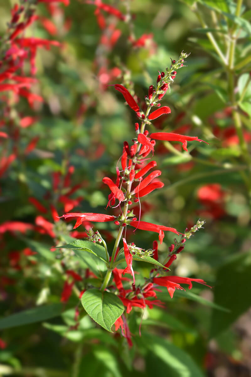 Pineapple Sage