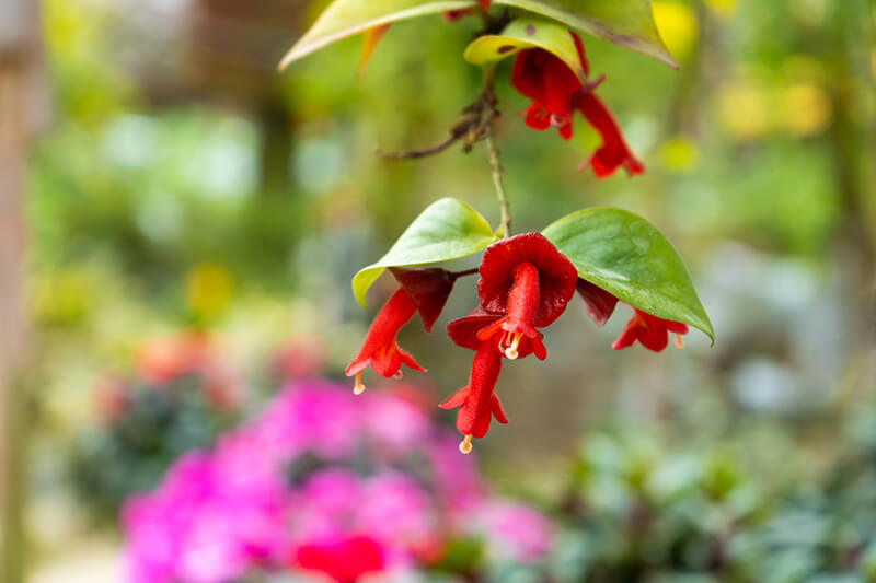 Lipstick Plant