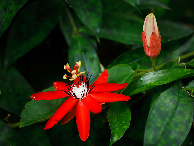 Red Passion Flower