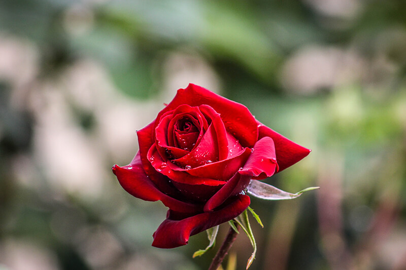 Hybrid Tea Rose