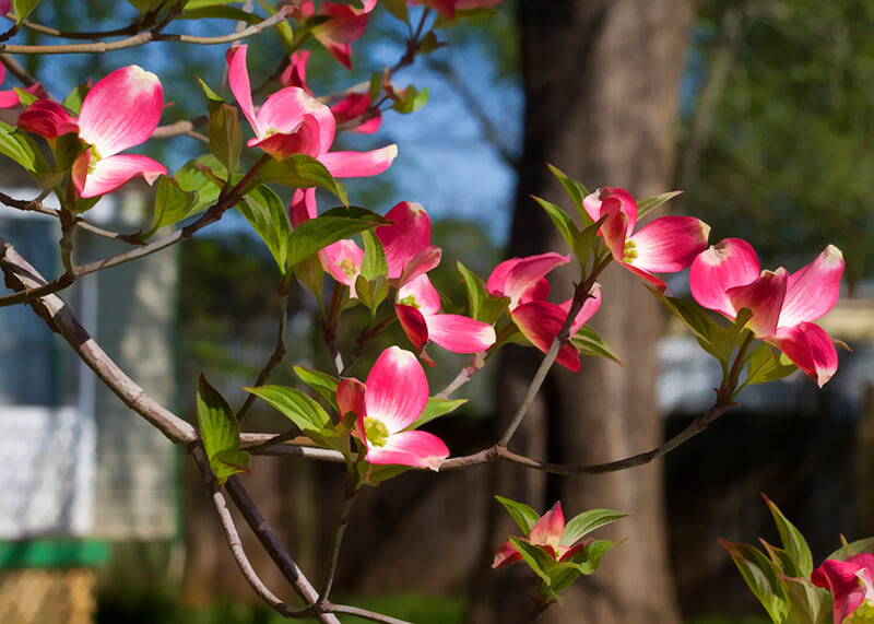 Flowering Dogwood