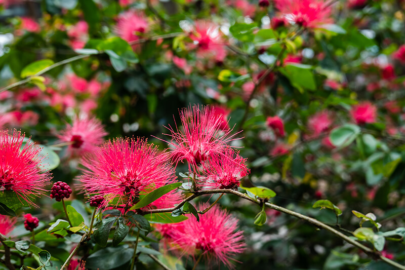 Powder Puff Tree